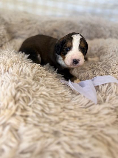 F1 Standard Bernedoodles (Bernese Mountain Dog x Standard Poodle)