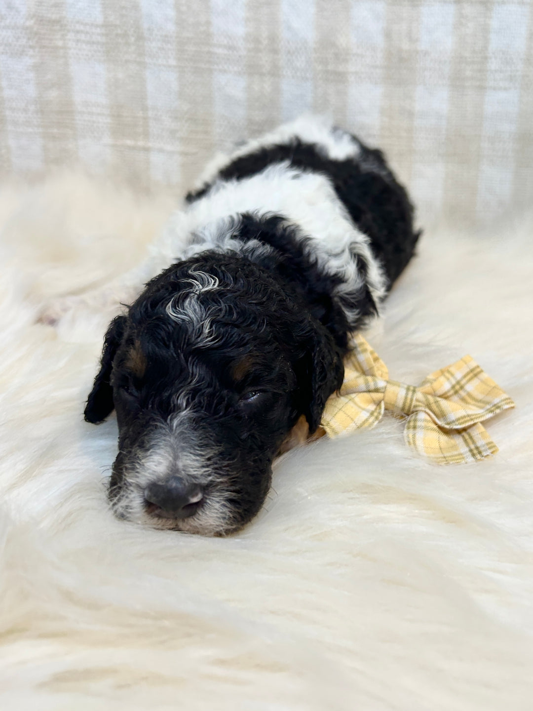 Products – Country Canine Co.