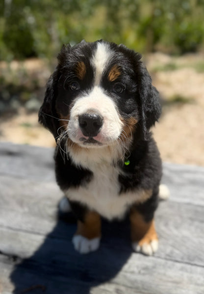 BEAR - Bernese Mountain Dogs (DNA Clear, Hip & Elbow Scored)
