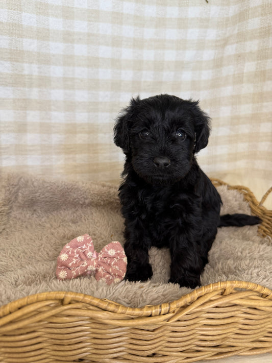 1 x F1 Mini Schnoodles (Mini Poodle x Mini Schnauzer)