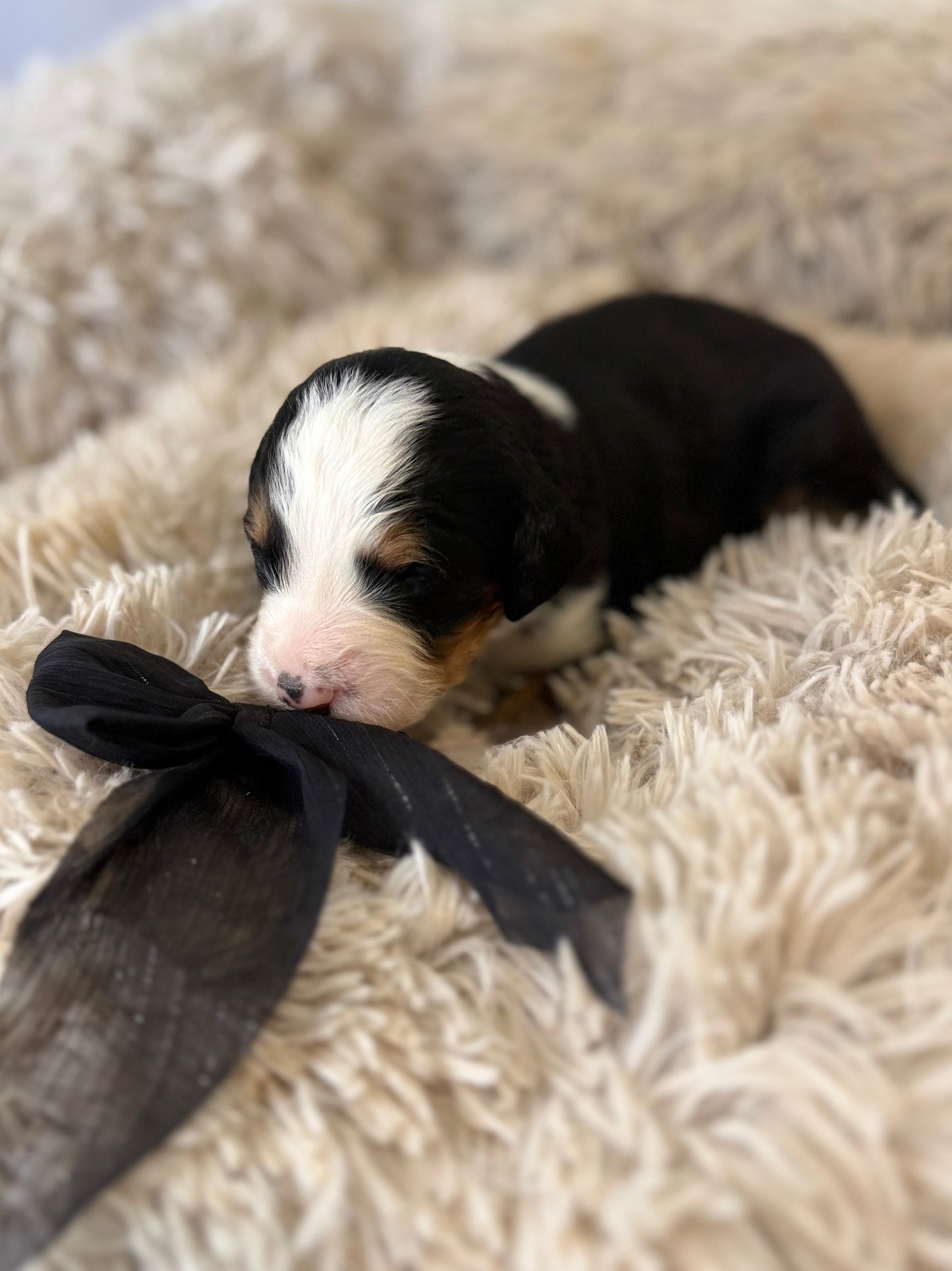 F1 Standard Bernedoodles (Bernese Mountain Dog x Standard Poodle)