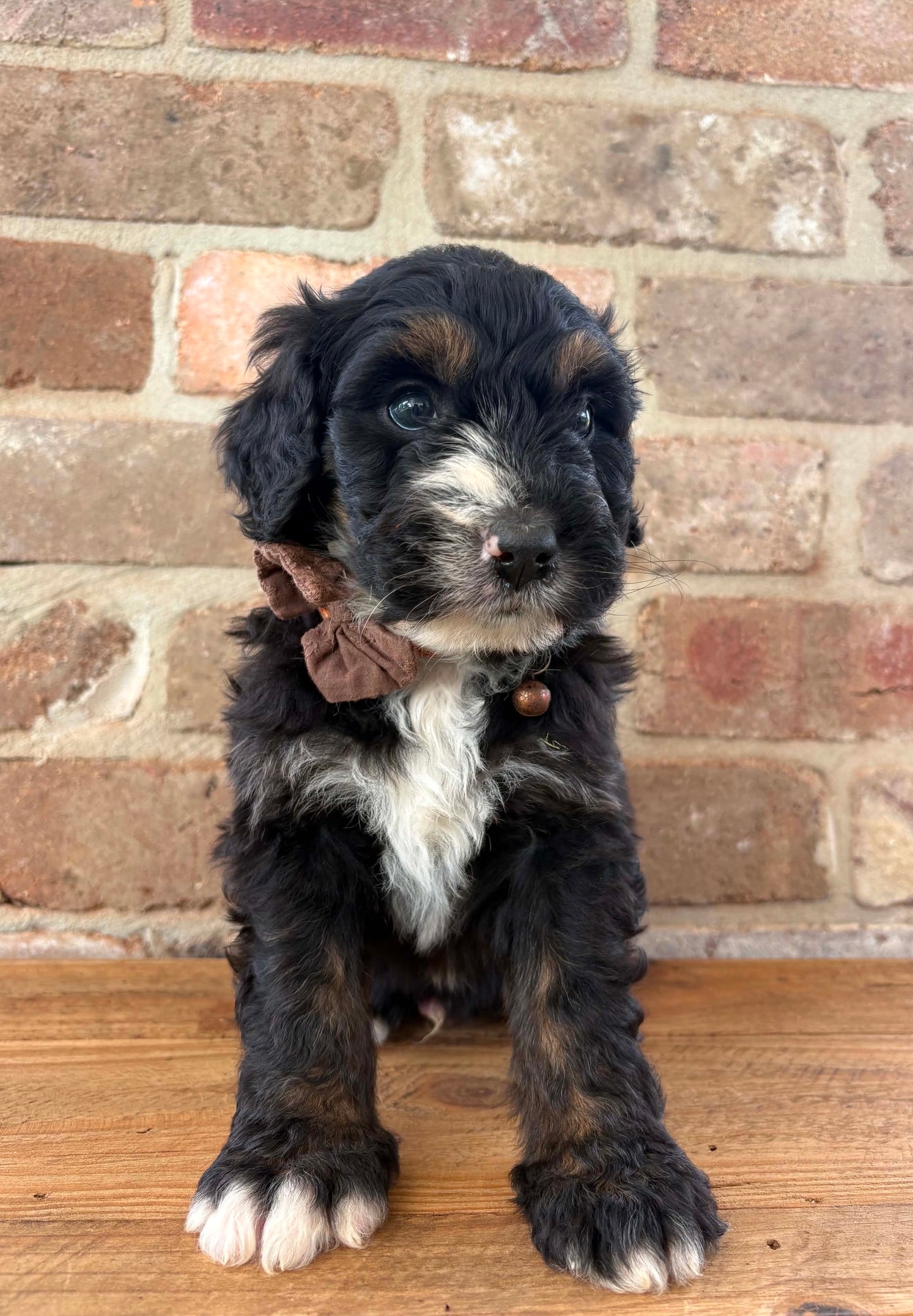 F1 Standard Bernedoodles (Bernese Mountain Dog x Standard Poodle)