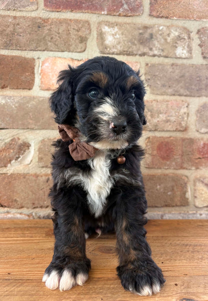 F1 Standard Bernedoodles (Bernese Mountain Dog x Standard Poodle)