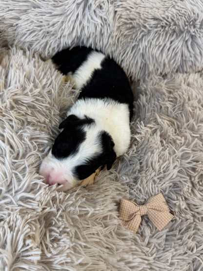F1 Standard Sheepadoodles (Old English Sheepdog x Standard Poodle) READY EARLY DECEMBER