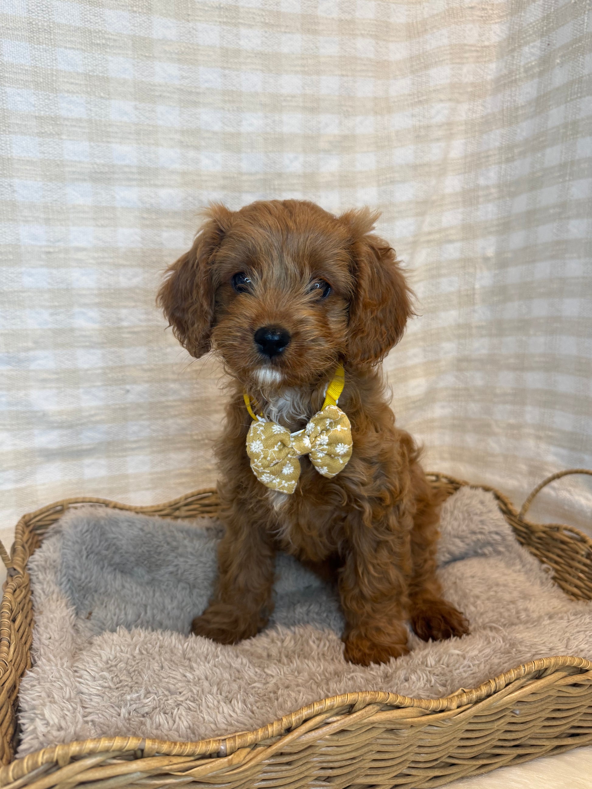 Cavoodle Dog Jumpers Perth Miniature Cavoodle Dog Toy Cavoodle Breeders X  F1 Toy Cavoodles