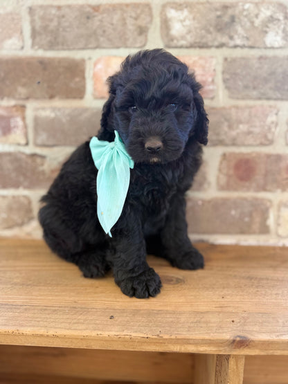 F1 Standard Bernedoodles (Bernese Mountain Dog x Standard Poodle)