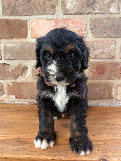 F1 Standard Bernedoodles (Bernese Mountain Dog x Standard Poodle)