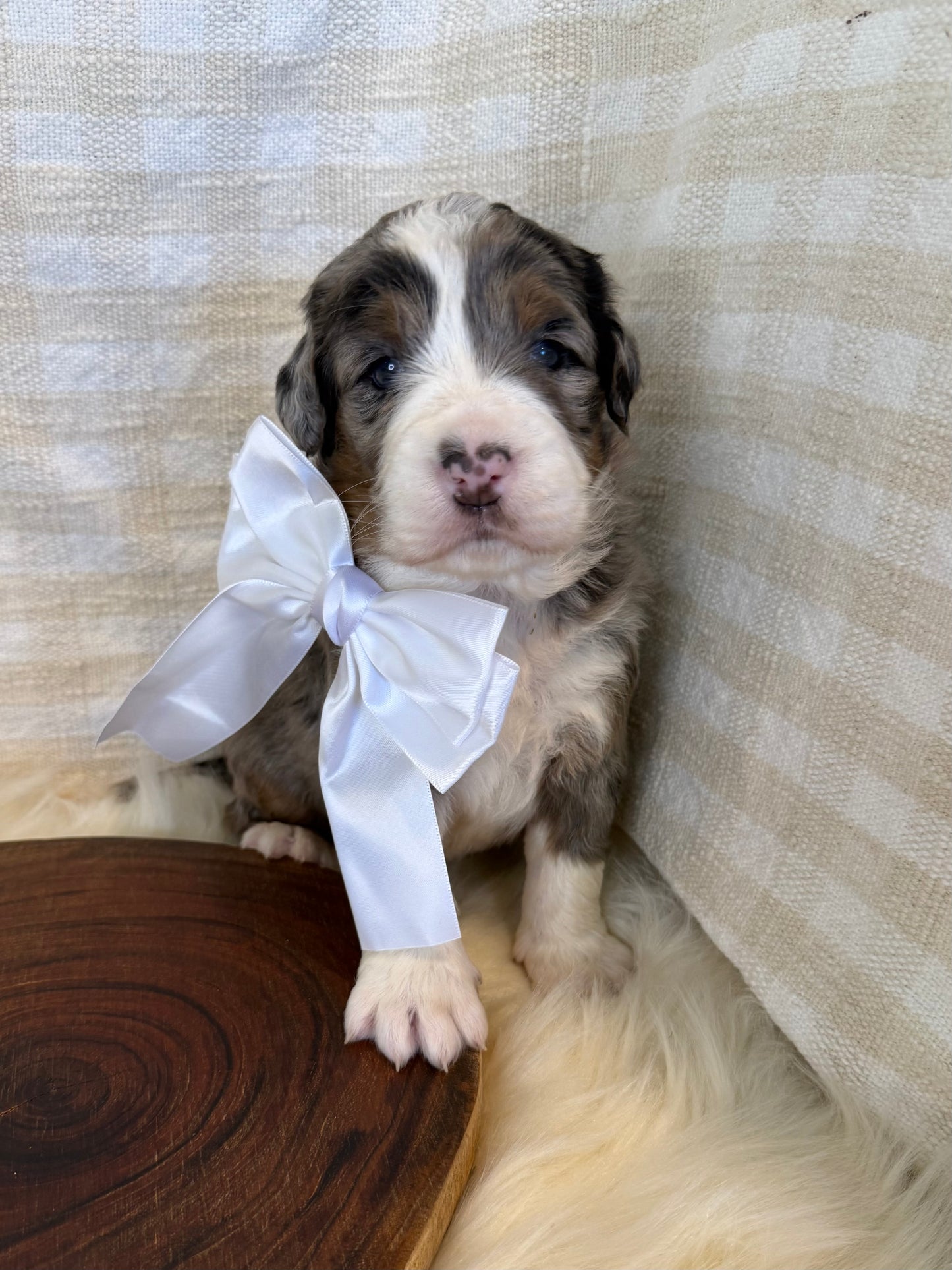 F1 Mini Bernedoodles (Bernese Mountain Dog x Mini Poodle)