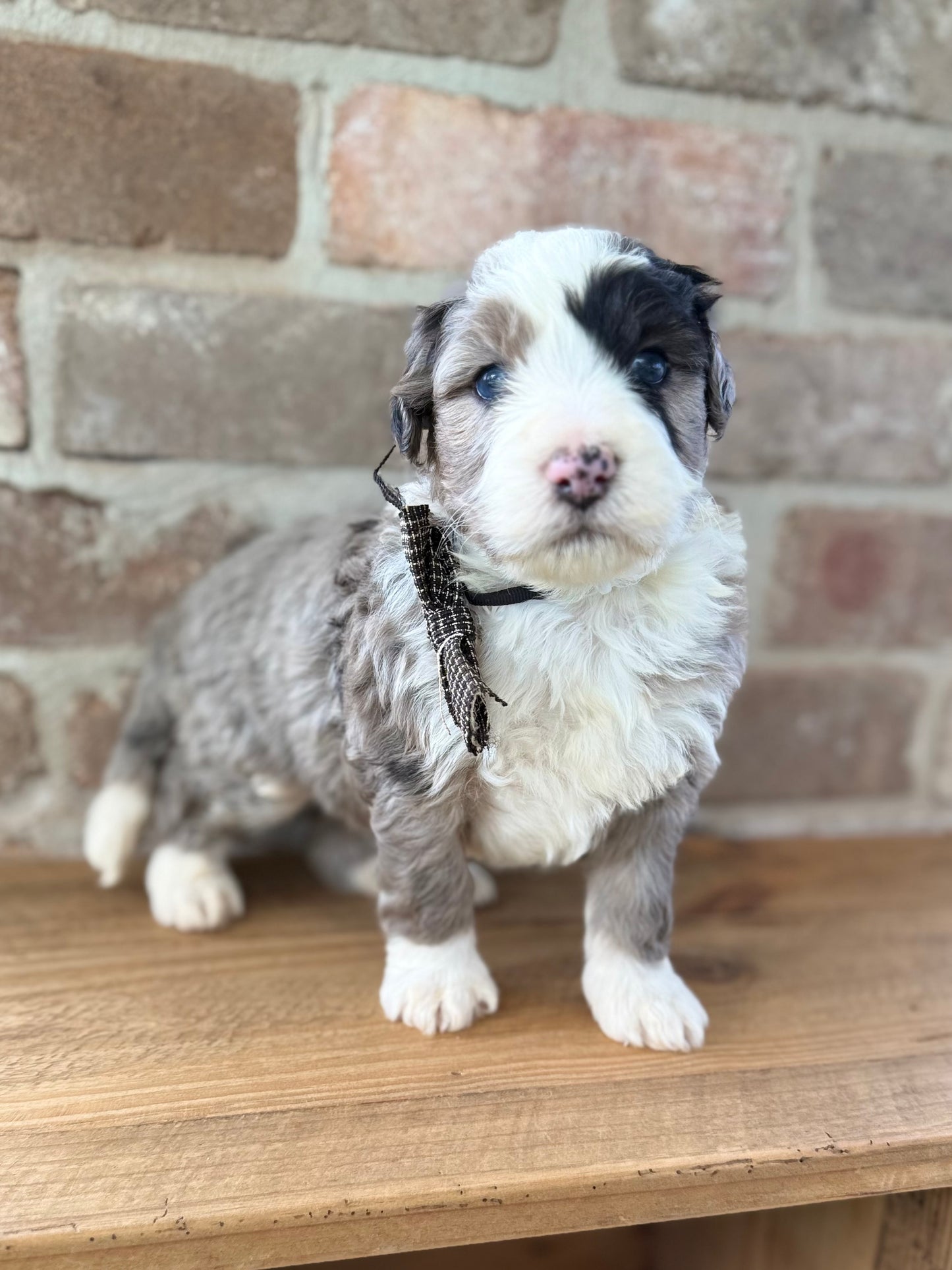 F1 Standard Bernedoodles (Bernese Mountain Dog x Standard Poodle)