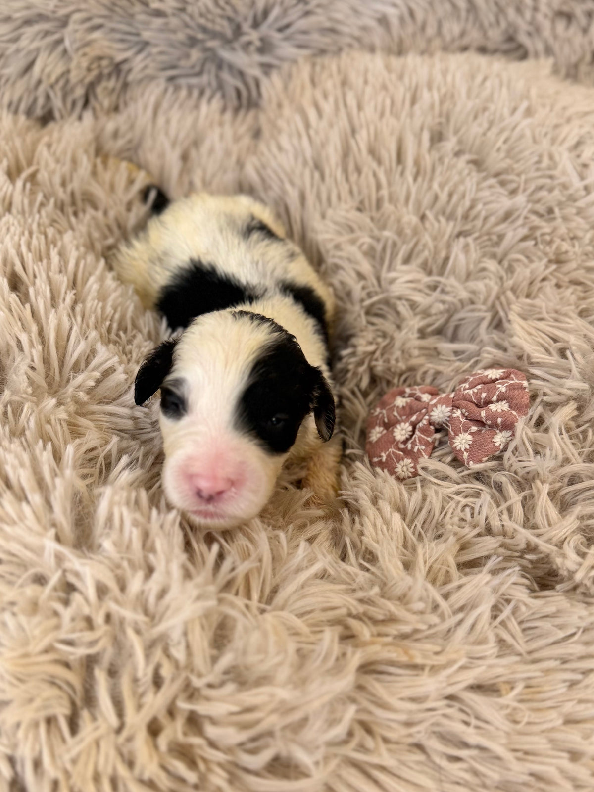 F1 Standard Sheepadoodles (Old English Sheepdog x Standard Poodle) READY EARLY DECEMBER