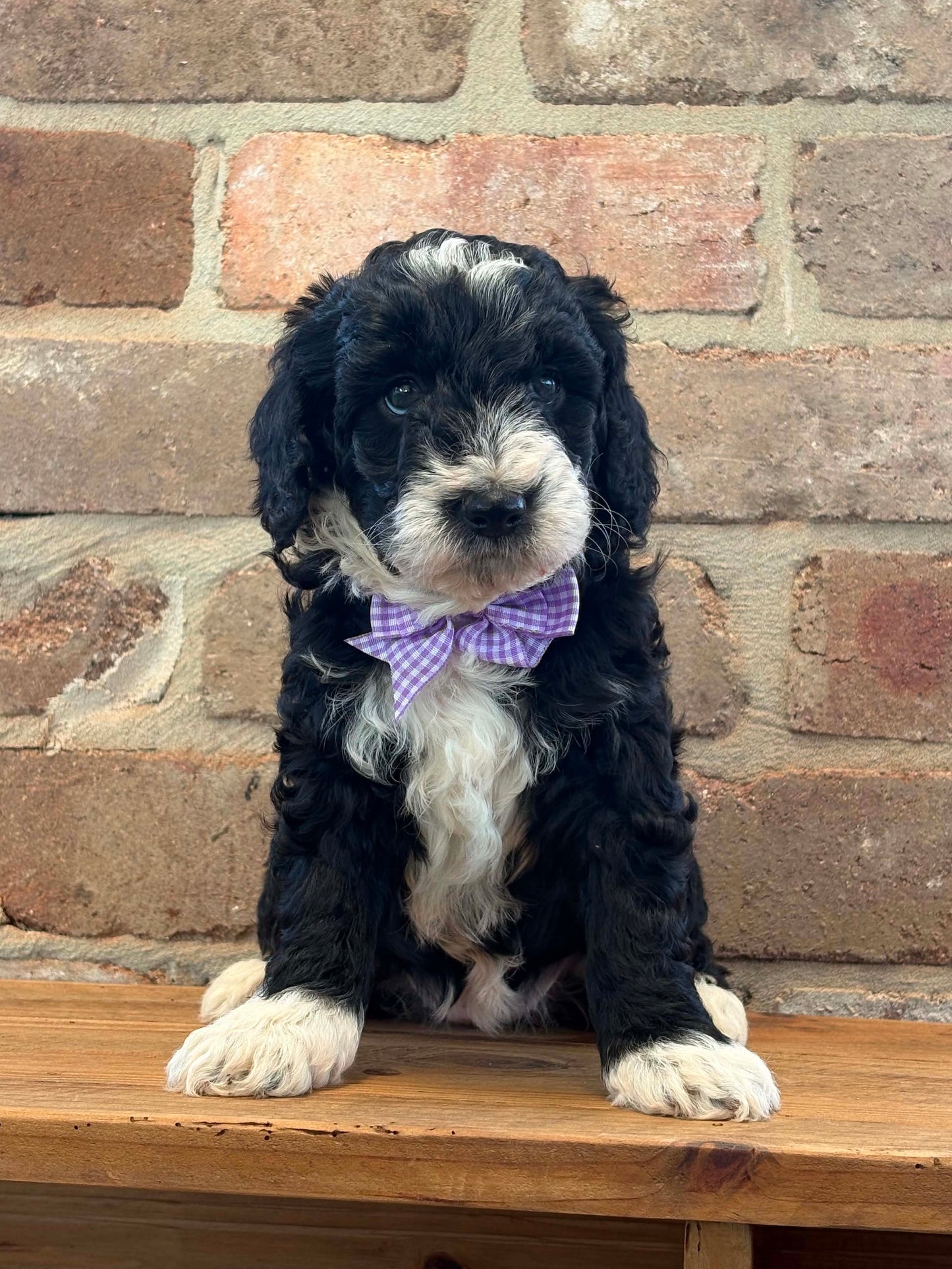 F1b Medium Bernedoodles (Standard Bernedoodle x Mini Poodle)