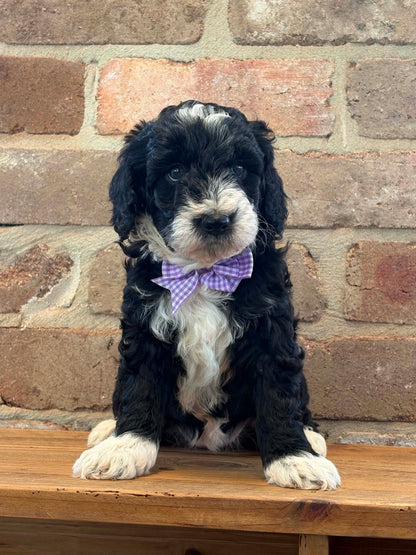 F1b Medium Bernedoodles (Standard Bernedoodle x Mini Poodle)