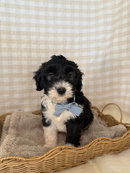 3 x F1 Mini Sheepadoodles (Old English Sheepdog x Mini Poodle)