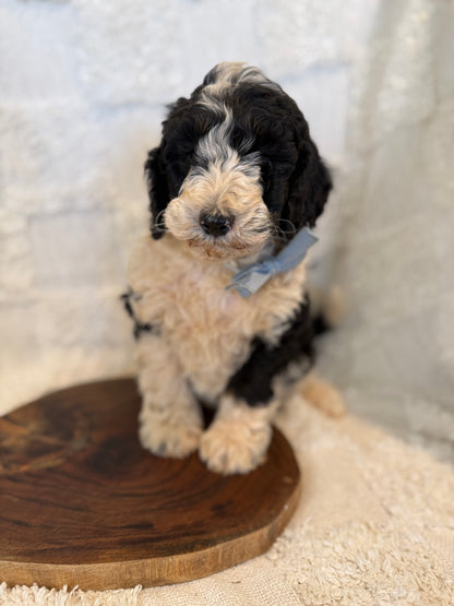 2 x F1b Medium Bernedoodles (Standard Bernedoodle x Mini Poodle)