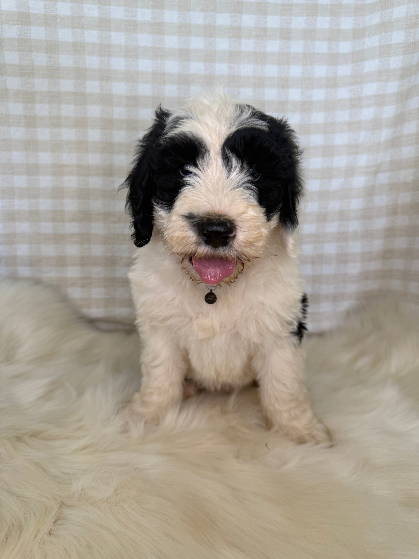 3 x F1 Standard Sheepadoodles (Old English Sheepdog x Standard Poodle)