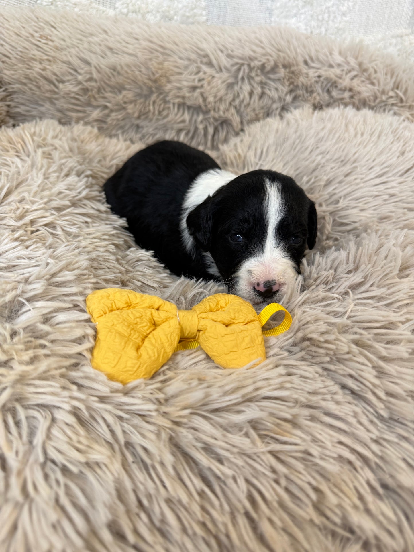 F1 Standard Bernedoodles (Bernese Mountain Dog x Standard Poodle)