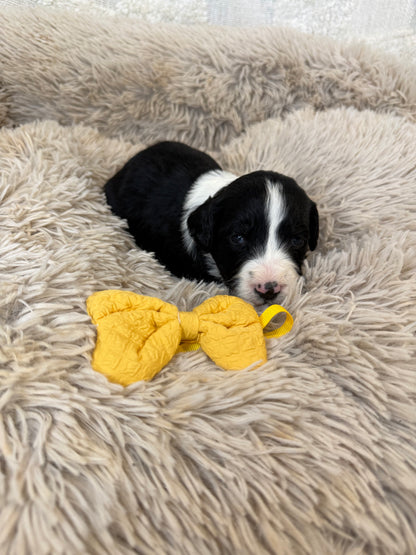 F1 Standard Bernedoodles (Bernese Mountain Dog x Standard Poodle)