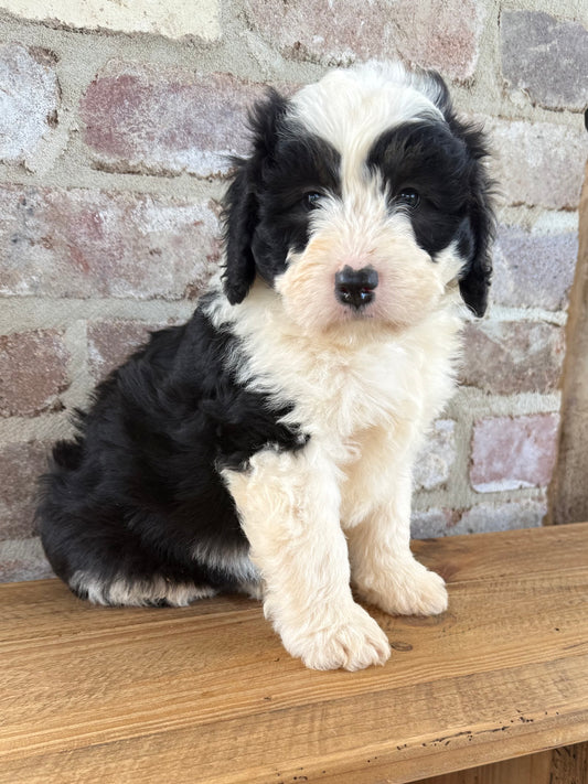 MILO - F1 Mini Bernedoodle Male (Bernese Mountain Dog x Mini Poodle)