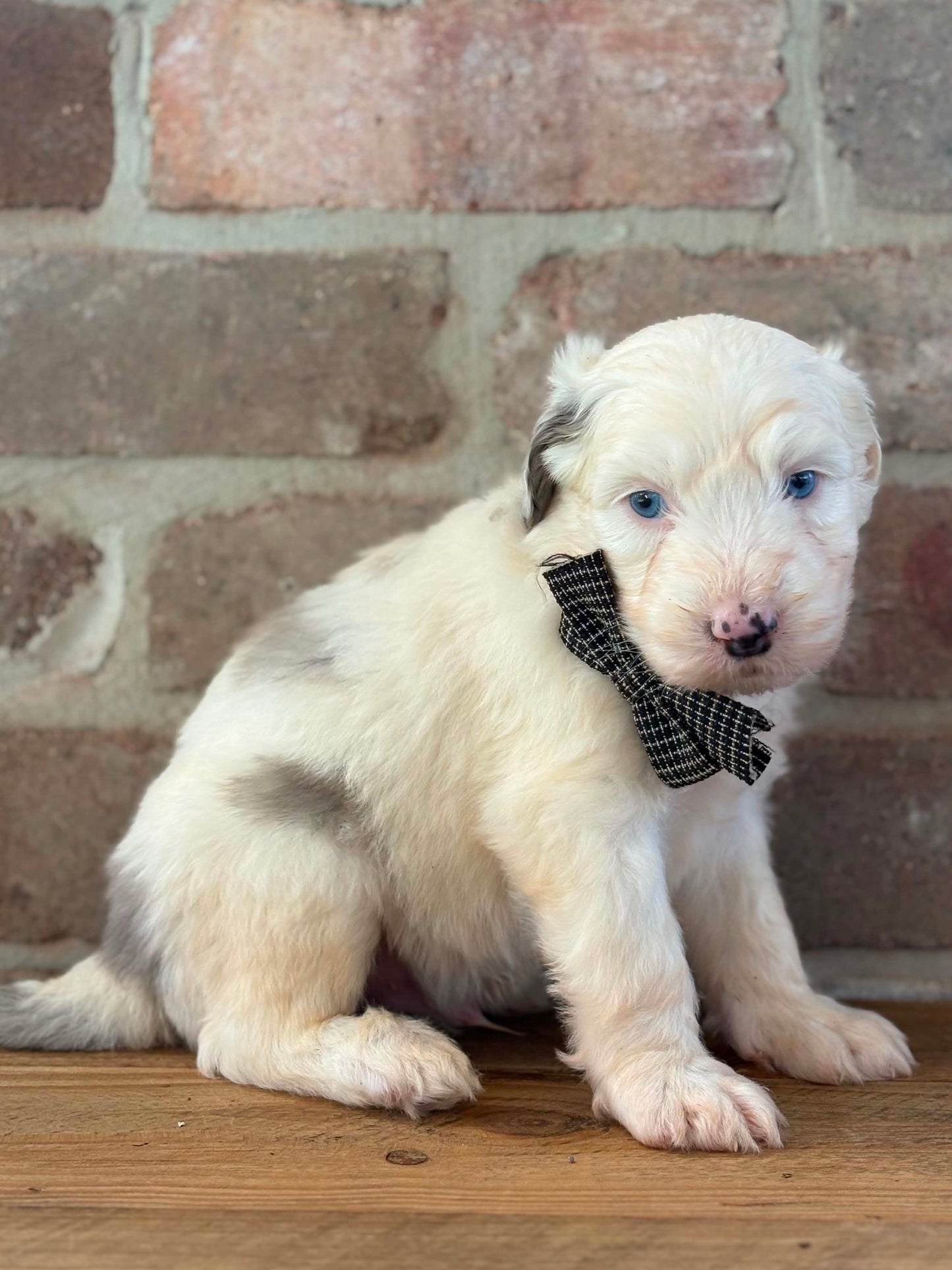 F1 Standard Sheepadoodles (Old English Sheepdog x Standard Poodle)