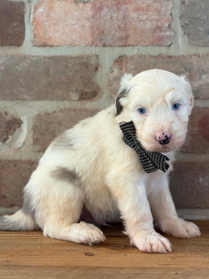 F1 Standard Sheepadoodles (Old English Sheepdog x Standard Poodle)