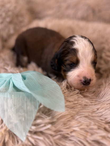 F1 Standard Bernedoodles (Bernese Mountain Dog x Standard Poodle)