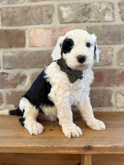 F1 Standard Sheepadoodles (Old English Sheepdog x Standard Poodle)