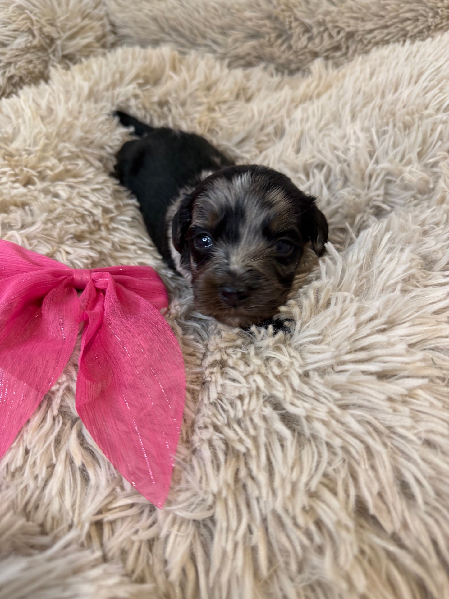 F1b Medium Bernedoodles (Standard Bernedoodle x Mini Poodle)