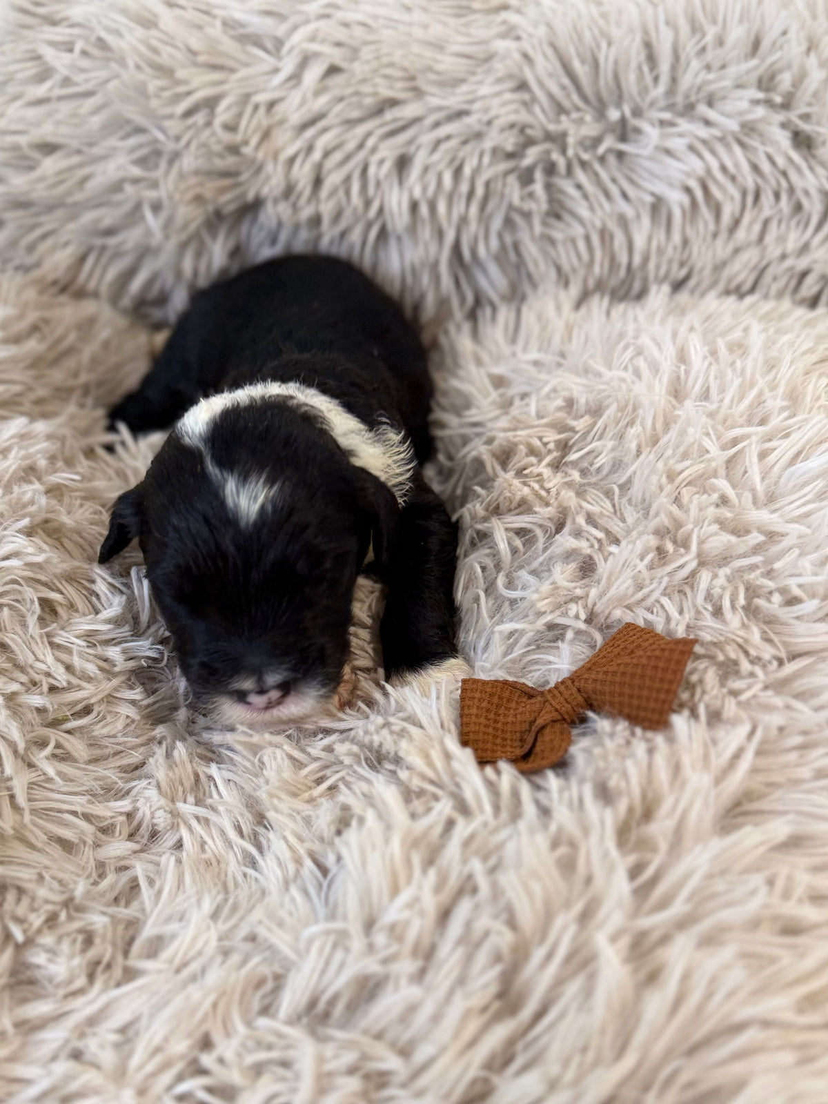 F1 Standard Sheepadoodles (Old English Sheepdog x Standard Poodle) READY EARLY DECEMBER