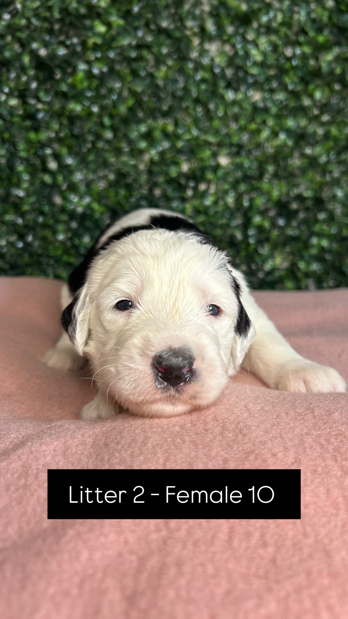 8 x F1 Standard Sheepadoodles (Old English Sheepdog x Standard Poodle)