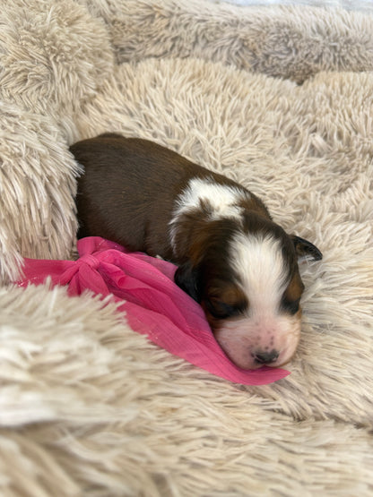 F1 Standard Bernedoodles (Bernese Mountain Dog x Standard Poodle)
