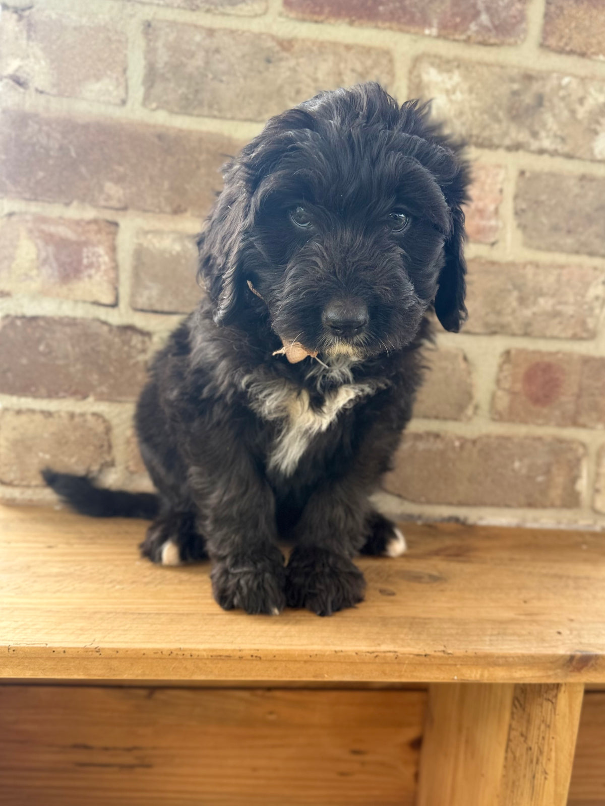 PEPPA - F1 Standard Bernedoodle (Bernese Mountain Dog x Standard Poodle) READY NOW