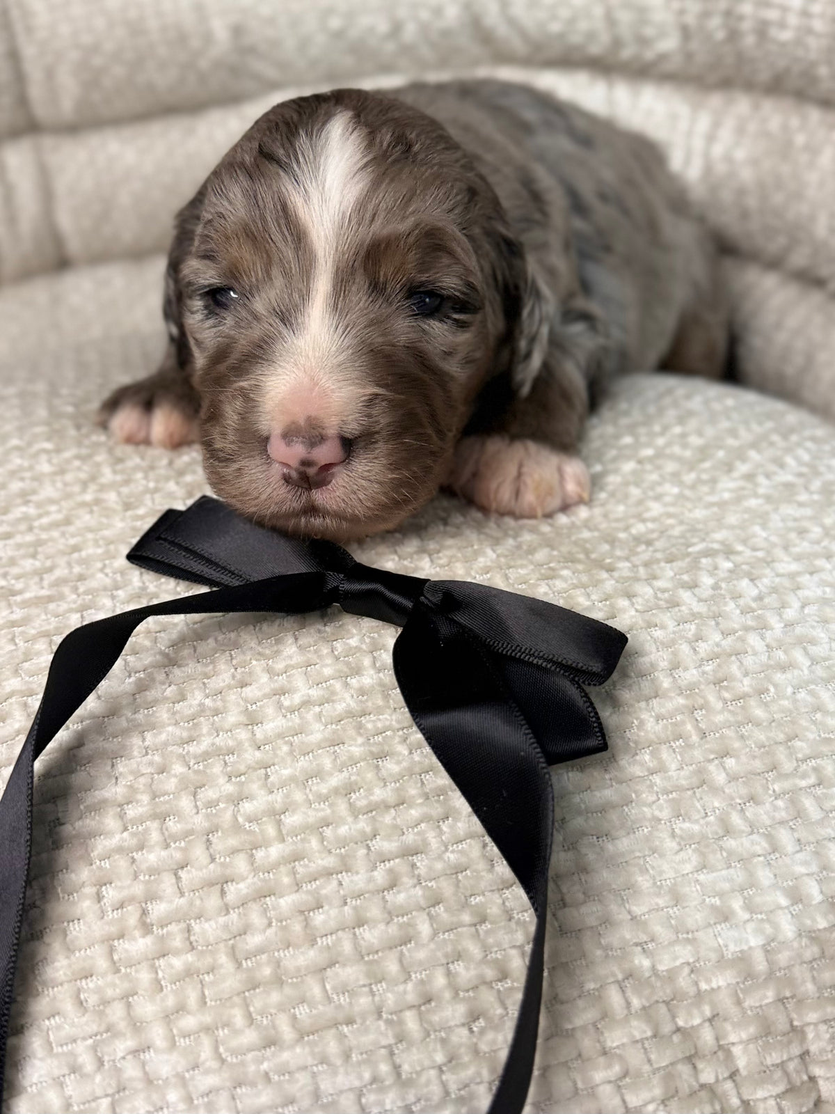 8 x F1 Standard Bernedoodles (Bernese Mountain Dog x Standard Poodle) READY EARLY DECEMBER