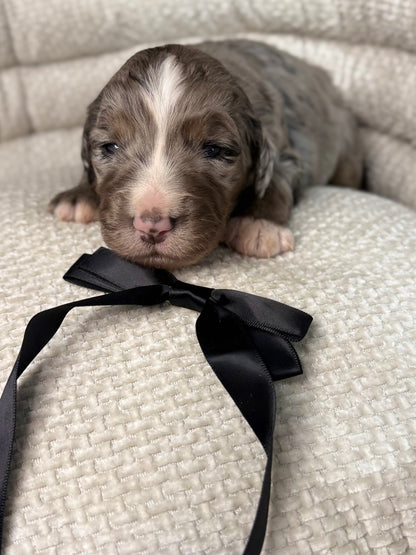 8 x F1 Standard Bernedoodles (Bernese Mountain Dog x Standard Poodle) READY EARLY DECEMBER