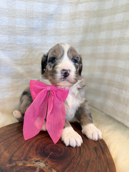 F1 Mini Bernedoodles (Bernese Mountain Dog x Mini Poodle)