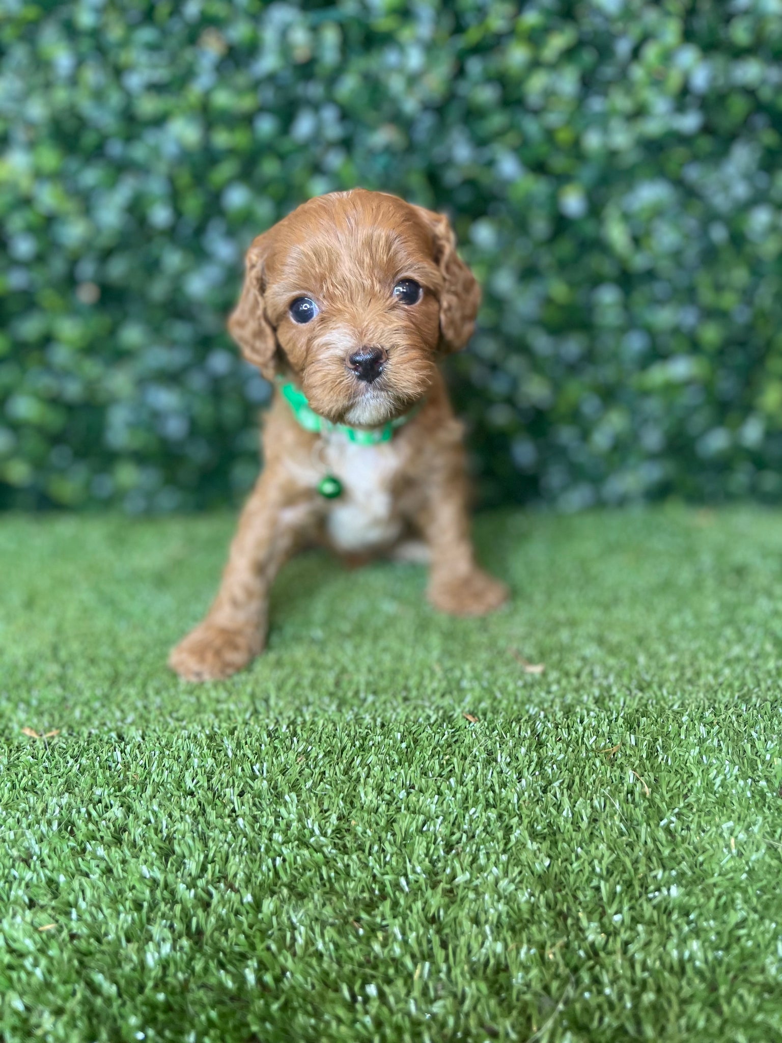 Cavoodle puppies for hot sale sale trading post