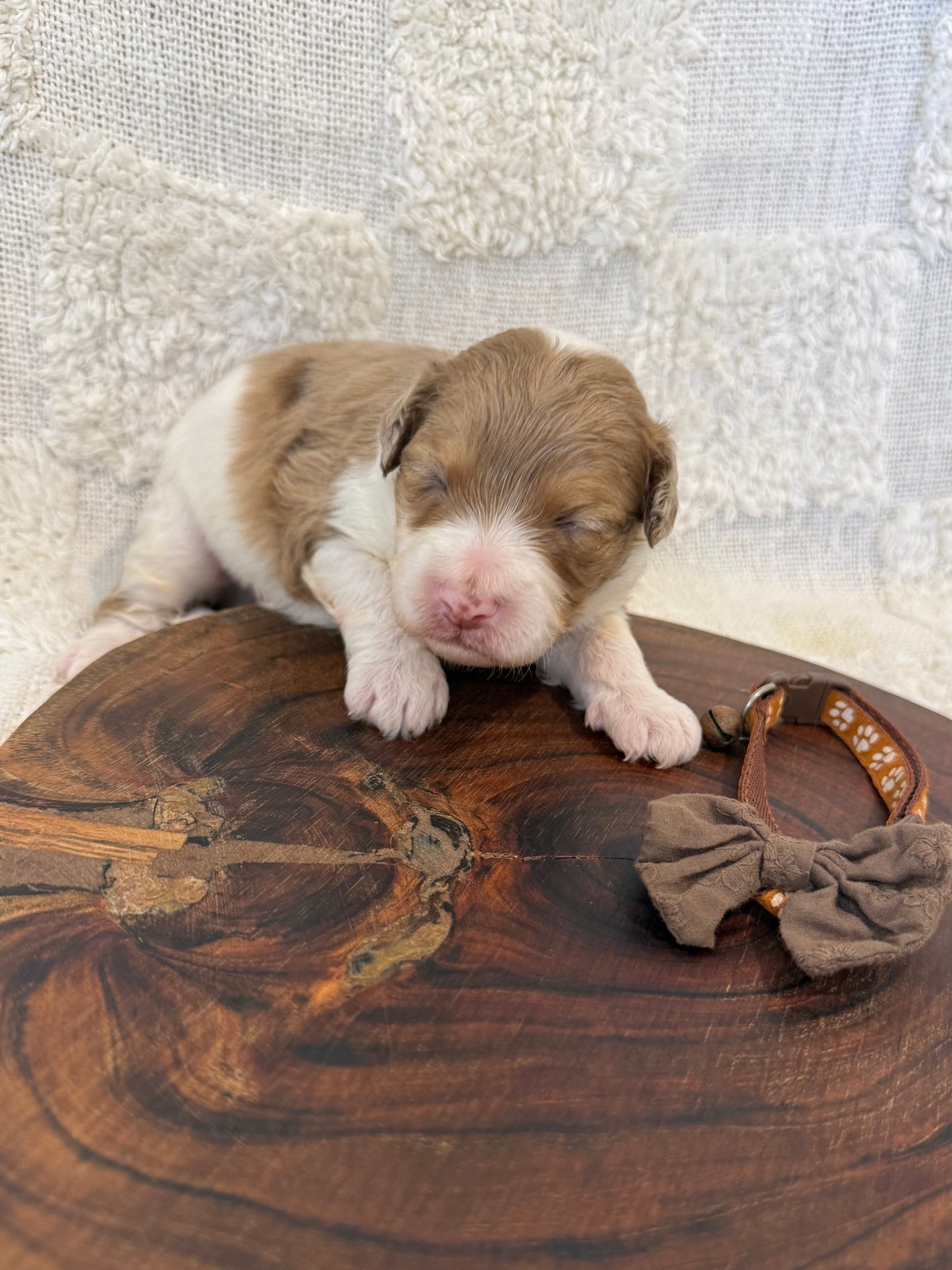 10 x Mini Aussiedoodles (Australian Shepherd x Mini Poodle)