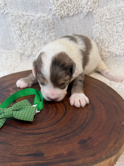 10 x Mini Aussiedoodles (Australian Shepherd x Mini Poodle)