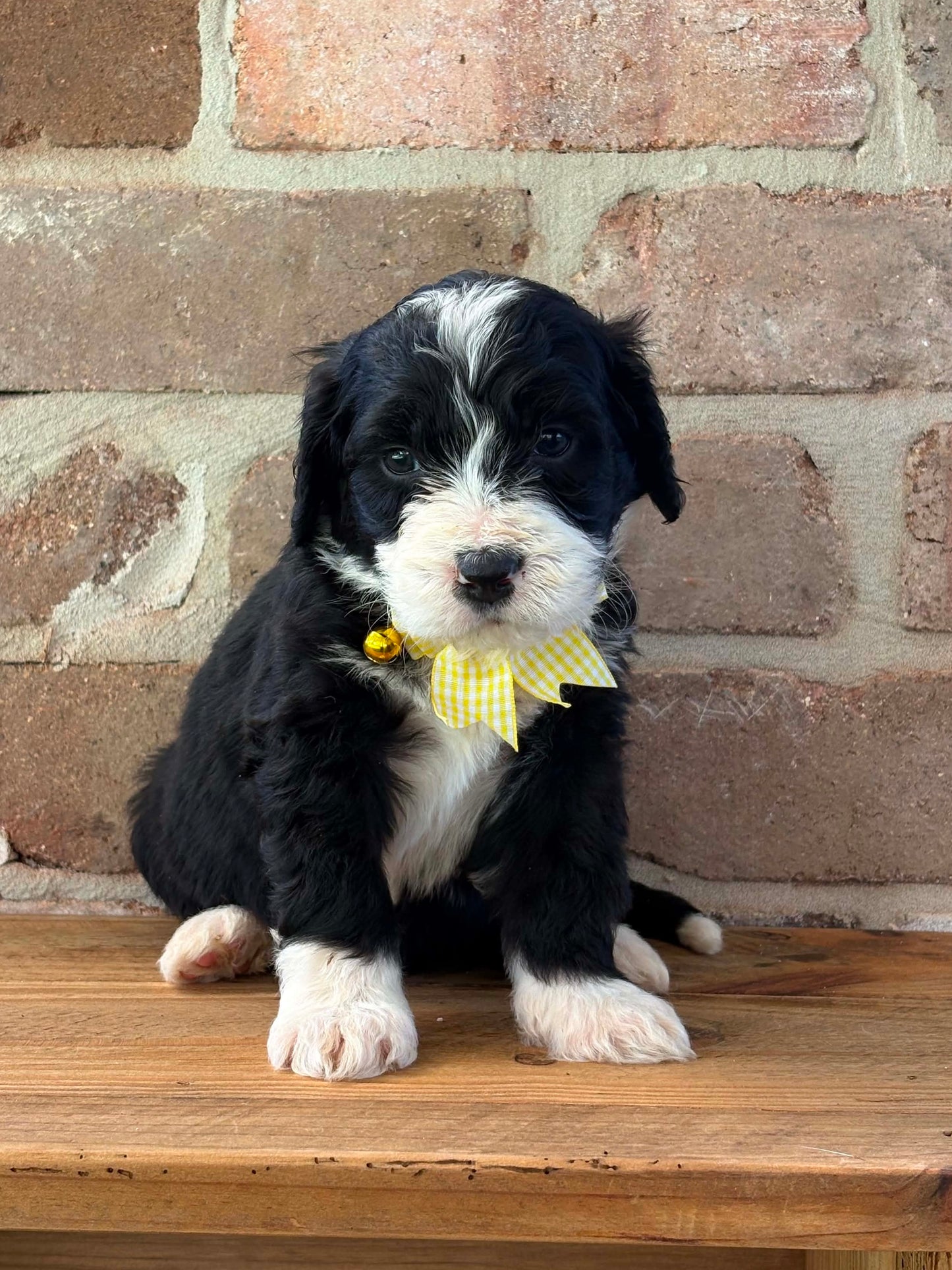 F1 Standard Bernedoodles (Bernese Mountain Dog x Standard Poodle)