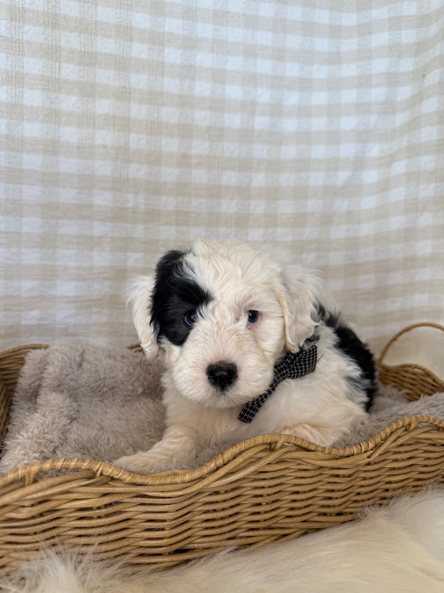 3 x F1 Mini Sheepadoodles (Old English Sheepdog x Mini Poodle)