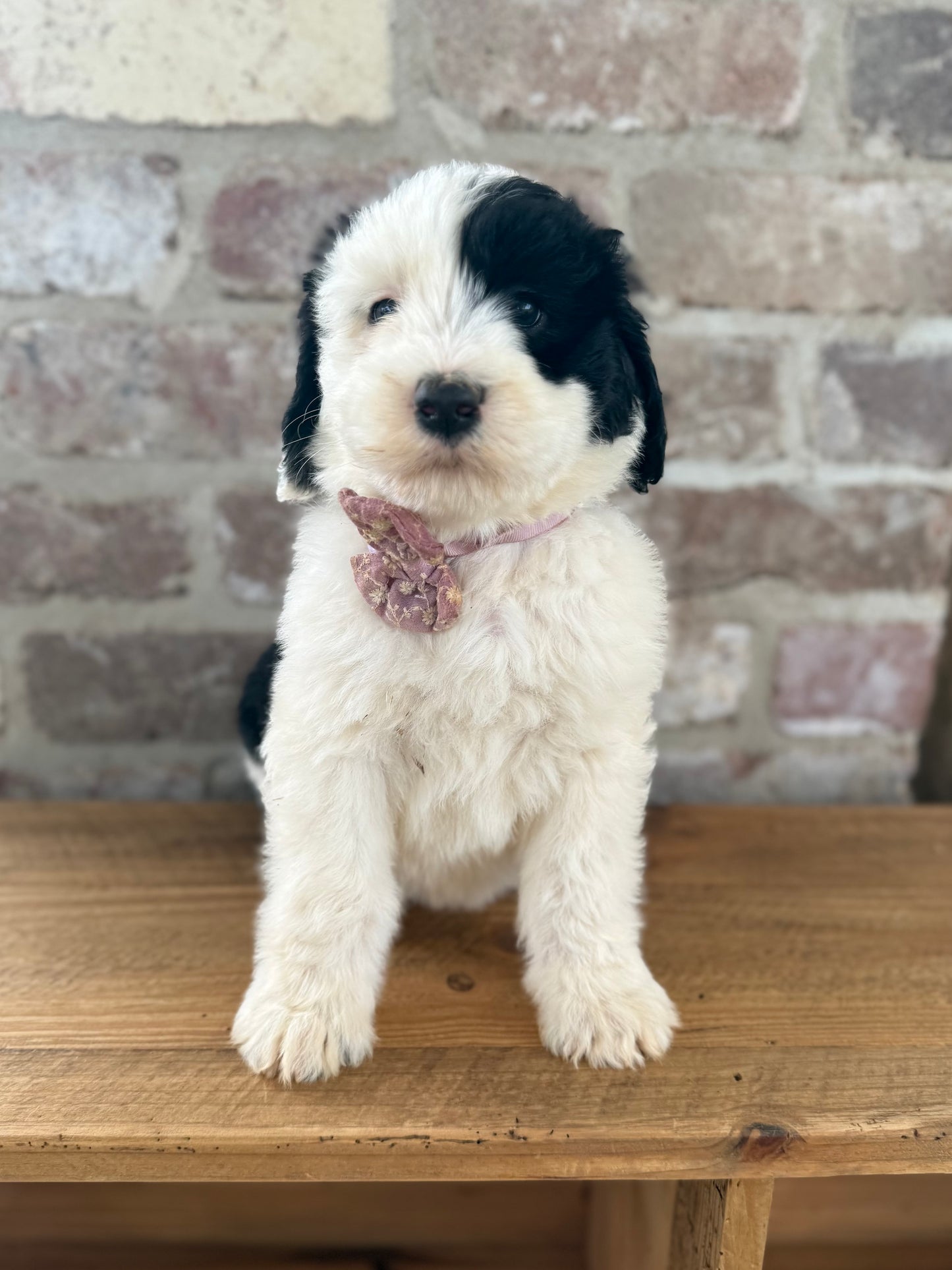 POPPY - F1 Standard Sheepadoodle (Old English Sheepdog x Standard Poodle)