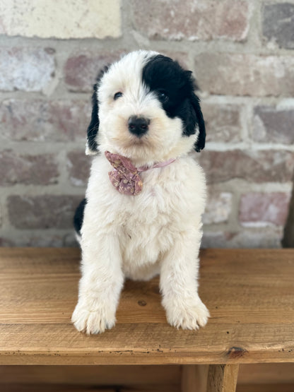 POPPY - F1 Standard Sheepadoodle (Old English Sheepdog x Standard Poodle)