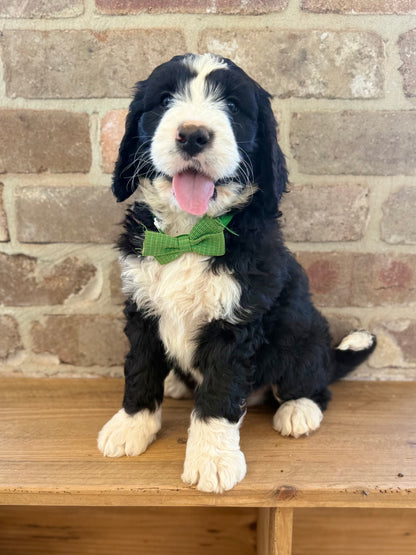 F1 Standard Bernedoodles (Bernese Mountain Dog x Standard Poodle)