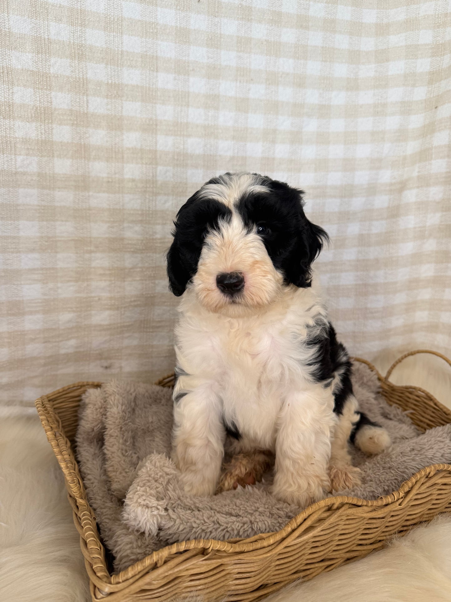 3 x F1 Mini Sheepadoodles (Old English Sheepdog x Mini Poodle)