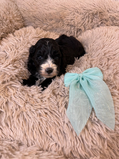 F1 Standard Bernedoodles (Bernese Mountain Dog x Standard Poodle)
