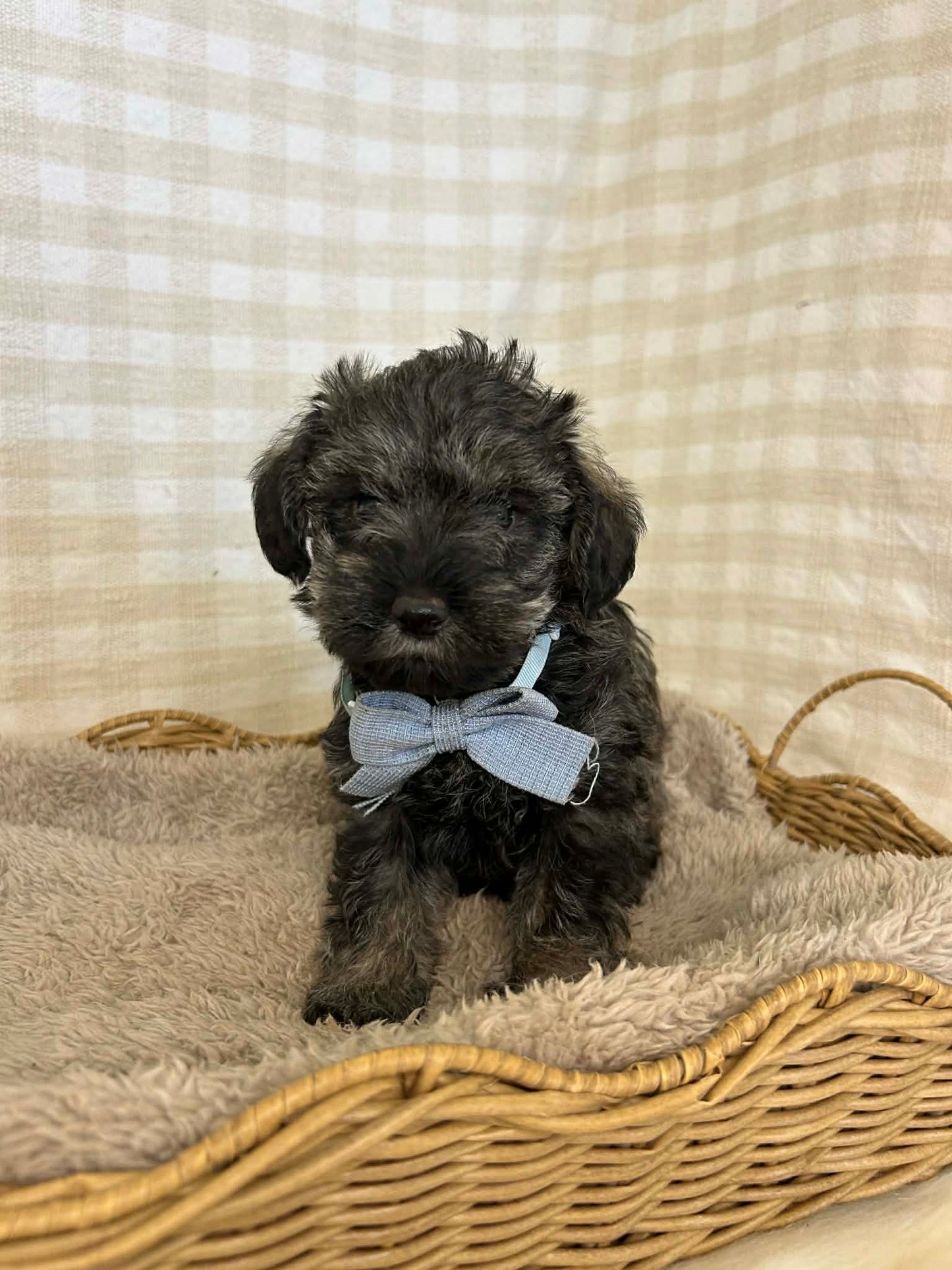 2 x F1 Mini Schnoodles (Mini Poodle x Mini Schnauzer)