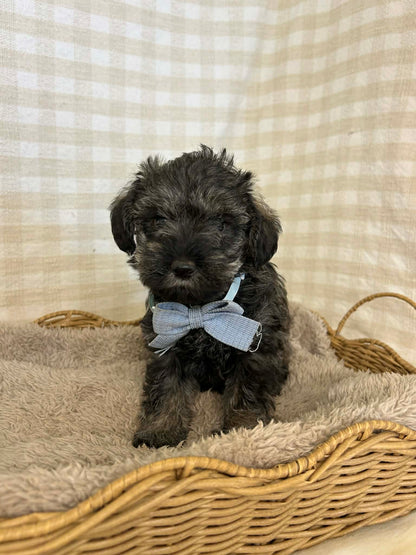 2 x F1 Mini Schnoodles (Mini Poodle x Mini Schnauzer)