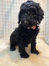 Load image into Gallery viewer, 3 x F1b Standard Bernedoodles (Standard Bernedoodle x Standard Poodle)
