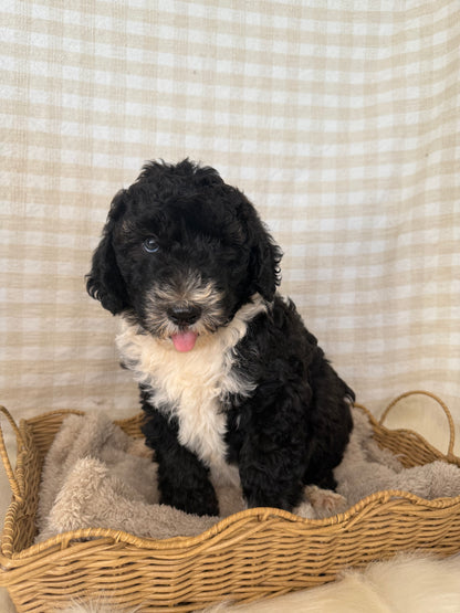 1 x F1 Standard Sheepadoodles (Old English Sheepdog x Standard Poodle)