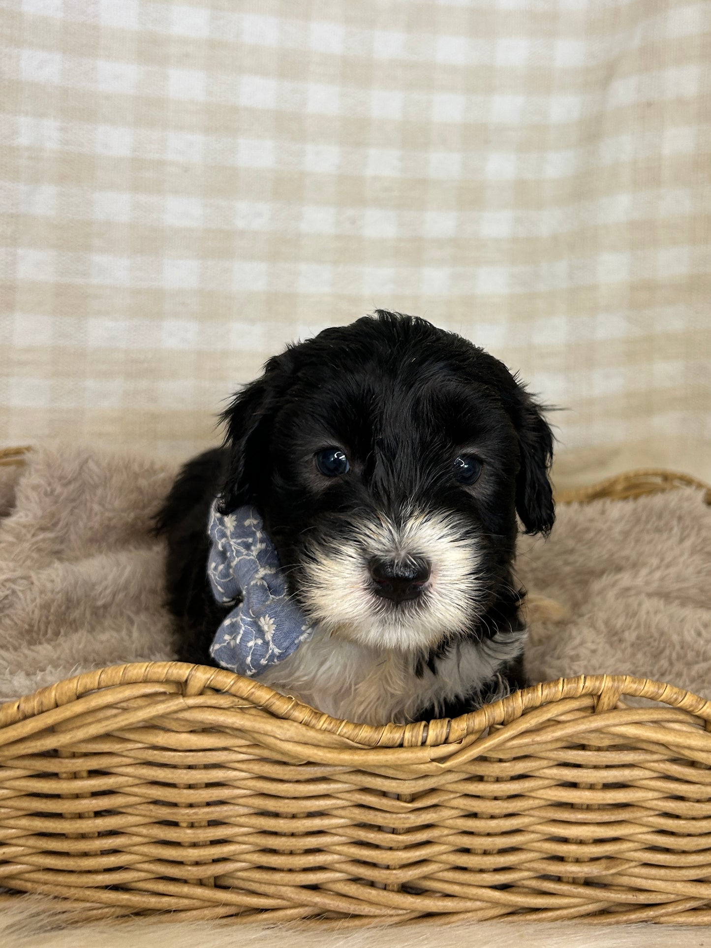 7 x F1 Mini Sheepadoodles (Old English Sheepdog x Mini Poodle)