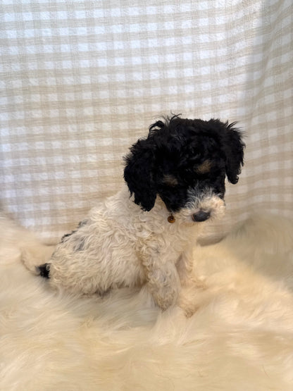 4 x F1b Medium Bernedoodles (Standard Bernedoodle x Mini Poodle)